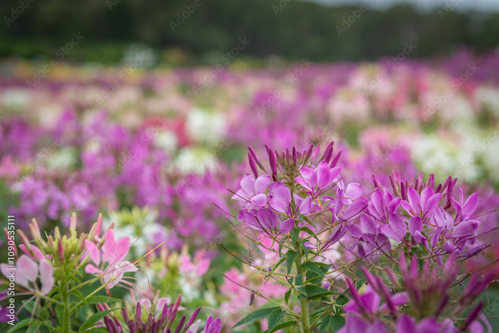 Obraz premium field of flowers
