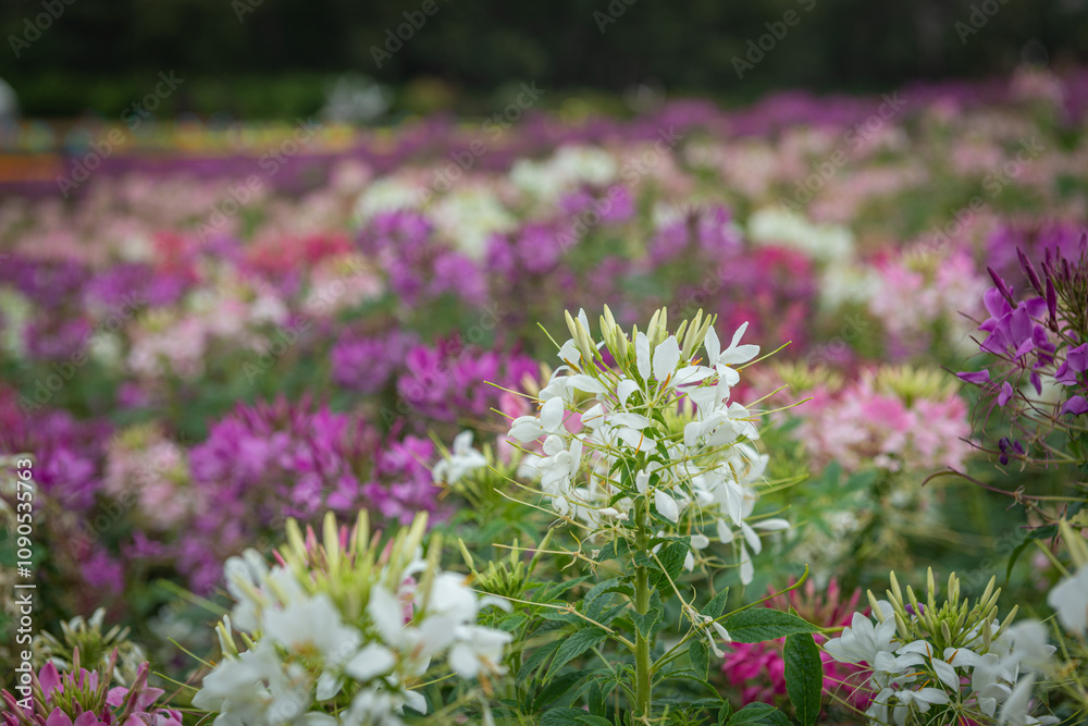 Obraz premium flowers in the garden