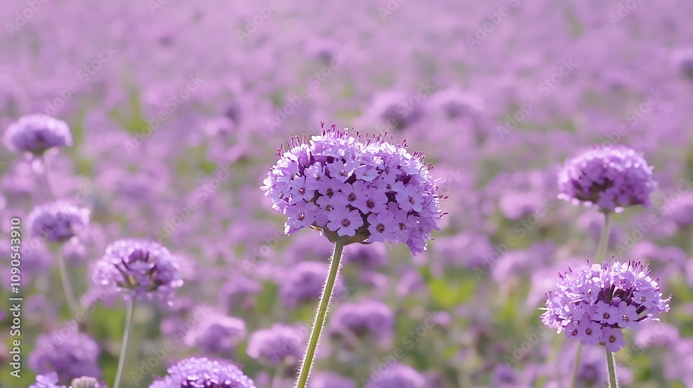 Obraz premium field of lavender flowers