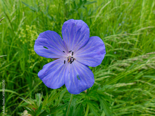 Wiesen Storchschnabel Lateinisch: Geranium pratense L. Aus der Familie der Geraniaceae photo