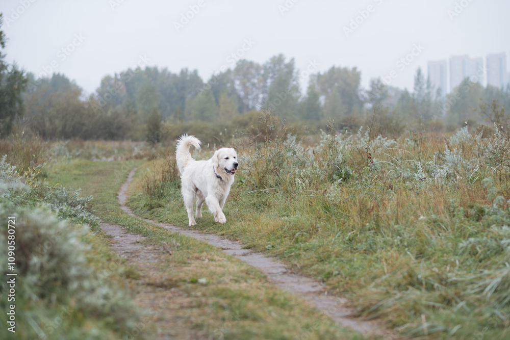 Fototapeta premium white golden retriever dog runs along the path in the park