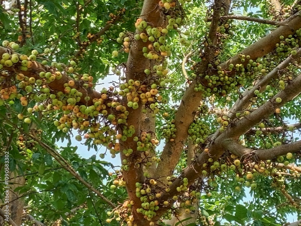 Obraz premium tree in the park