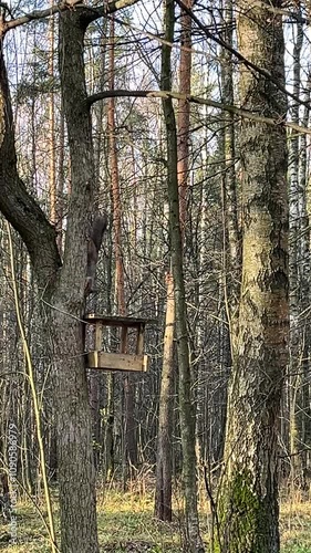  squirrel jumps along tree trunk to feeder in park