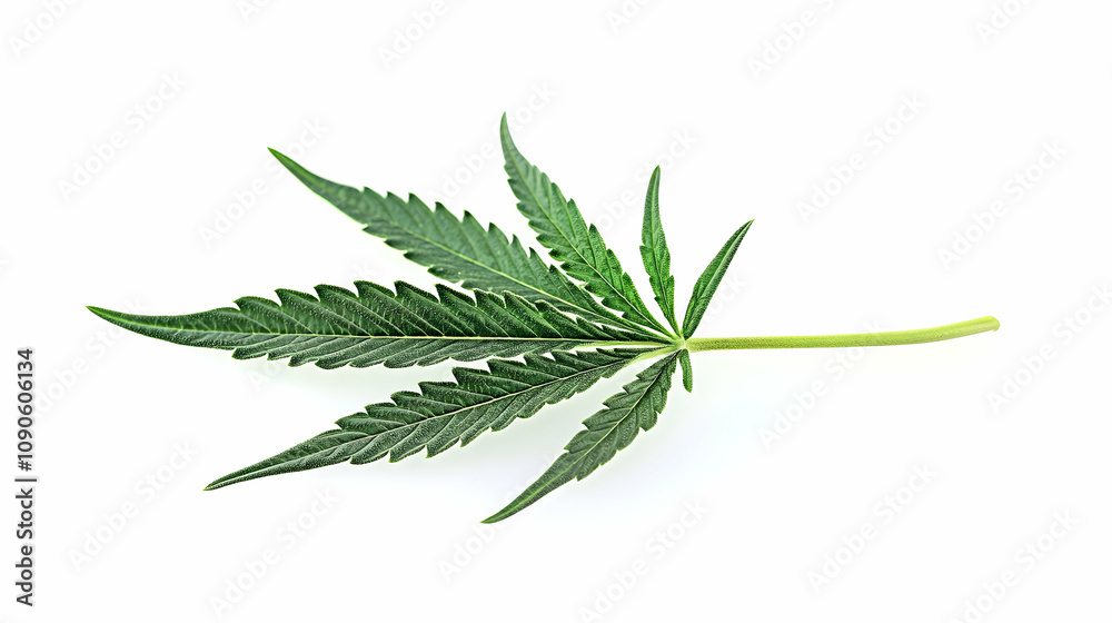 Detailed Close-up of a Single Cannabis Leaf on White Background Detailed Close-up of a Single Cannabis Leaf on White Background