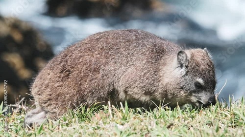 African rock hyrax or Dassie foraging on a grassy area near the ocean