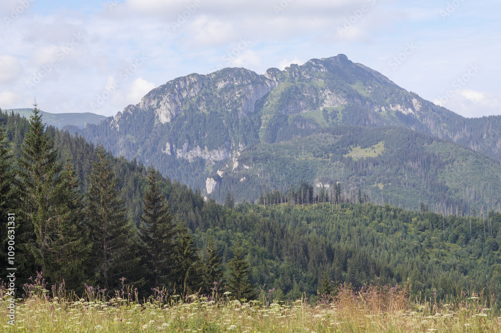 nature landscape in the mountains with trees and mountain peaks