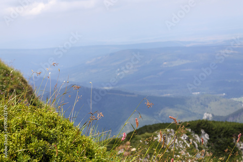 
mountain meadow with flowers overlooking a mountain valley photo