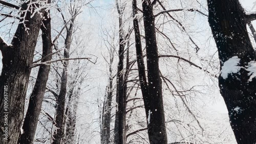 Beautiful winter landscape. Alley under snow. Christmas landscape with falling snow. Winter Christmas scene with Christmas and New Year mood. Frosty day and hoarfrost.