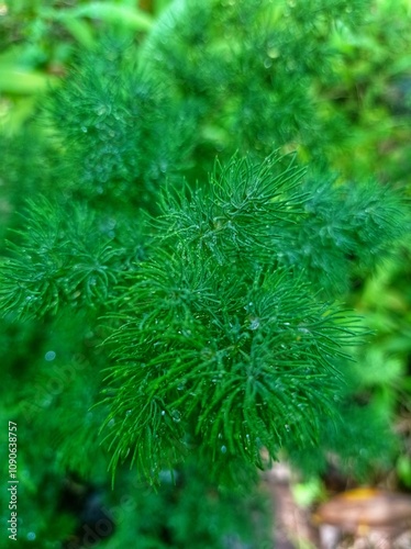 Asparagus racemosus plant in the garden photo