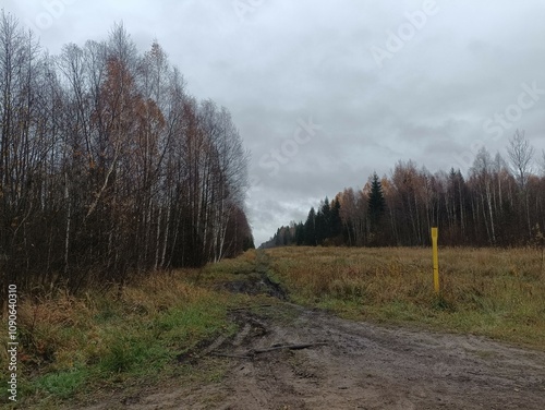 Forest in Siauliai county during cloudy autumn day. Oak and birch tree woodland. Cloudy day with white clouds in blue sky. Bushes are growing in woods. Nature. Fall season. Miskas. photo