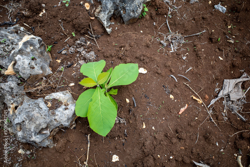 A teak seedling (Tectona grandis) planted in dry land in Gunung Kidul, Yogyakarta, Indonesia photo