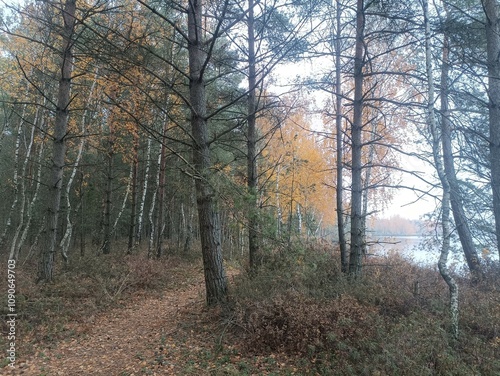 Rekyva forest and lake during cloudy autumn day. Pine and birch tree woodland. Wavy lake. Bushes and small trees are growing in woods. Cloudy day without clouds in sky. Nature. Rekyvos miskas. photo