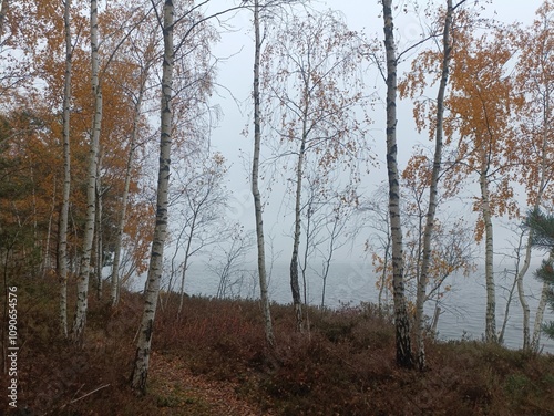 Rekyva forest and lake during cloudy autumn day. Pine and birch tree woodland. Wavy lake. Bushes and small trees are growing in woods. Cloudy day without clouds in sky. Nature. Rekyvos miskas. photo