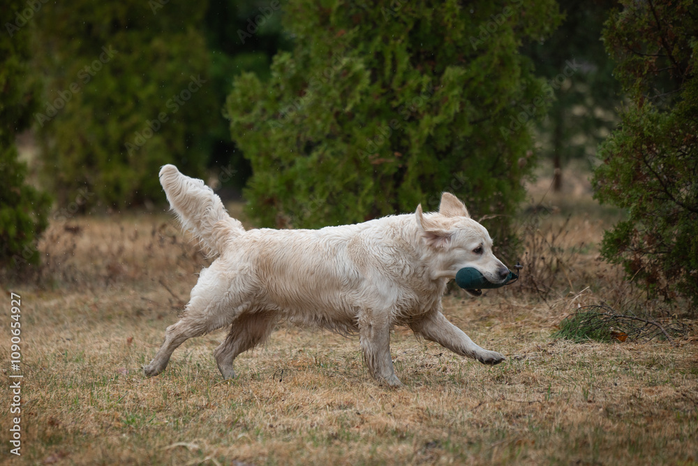 Fototapeta premium Beautiful golden retriever carrying a green training dummy in its mouth during a competition.