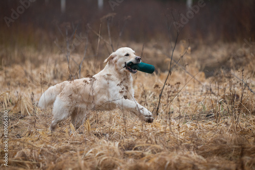 Beautiful golden retriever carrying a green training dummy in its mouth during a competition. photo