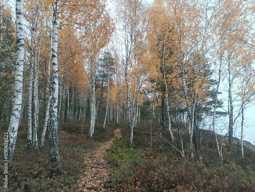 Rekyva forest and lake during cloudy autumn day. Pine and birch tree woodland. Wavy lake. Bushes and small trees are growing in woods. Cloudy day without clouds in sky. Nature. Rekyvos miskas. photo