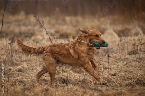 Beautiful golden retriever carrying a green training dummy in its mouth during a competition.