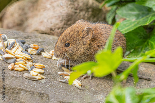 Mouse in the grass photo