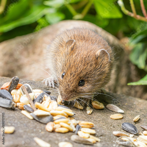 A small mouse in the garden photo