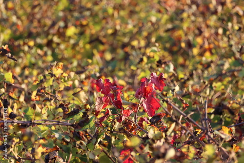 Vigne en automne