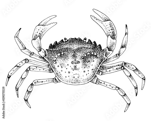 Southern European Crab hand drawn vector illustration
