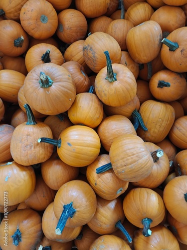 Pumpkin patch on farm pumpkins in wooden box for sale autumn Czech. Corking Wart Bumps. sweet oranges pumpkins