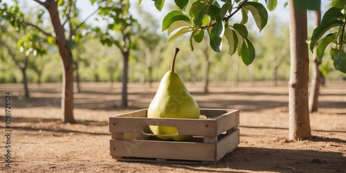 Fresh pear fruit in wooden crate in orchard plantation farm. photo