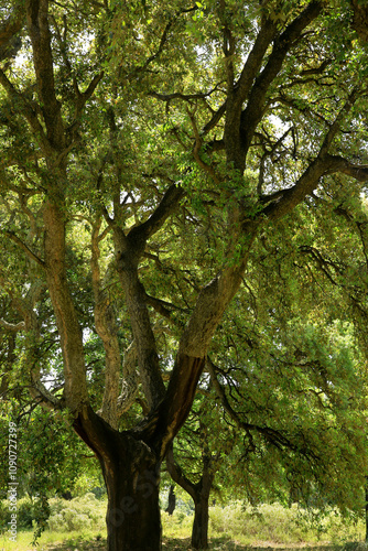 Korkeiche (Quercus suber) Korkeichenwald in Portugal, Spanien, Europa  photo