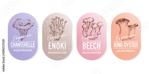 Sketch  illustrations of various edible mushrooms, label design set