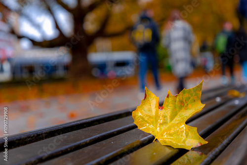 Selective focus yellow orange leaves of Acer saccharum on wooden bench or chair, The sugar maple is a species of flowering plant in the soapberry and lychee family Sapindaceae, Nature autumn backgroun photo