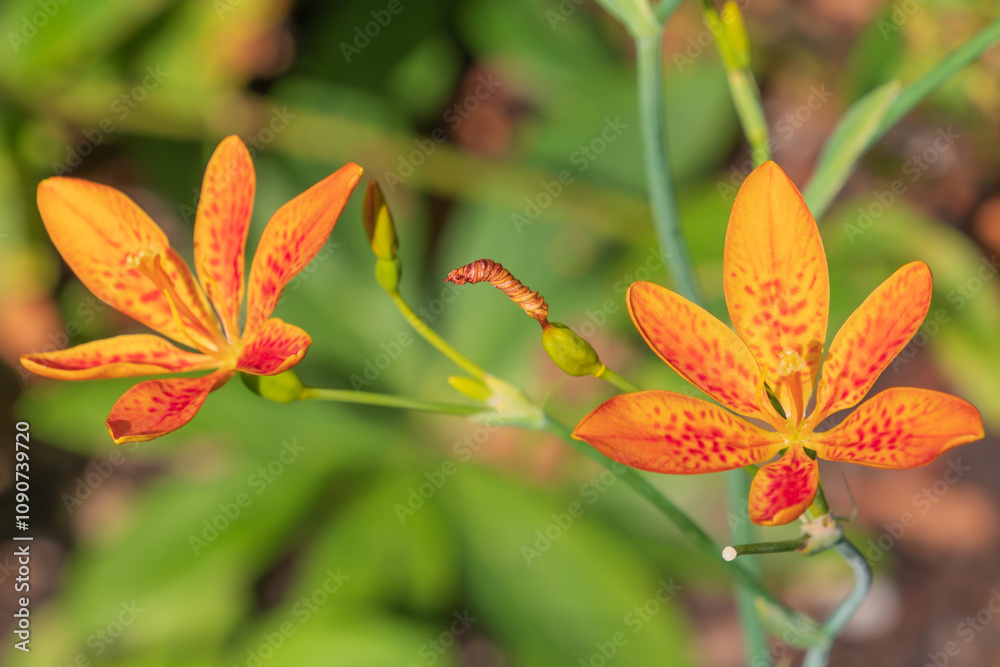 Fototapeta premium Beautiful orange flowers Iris domestica. leopard lily, blackberry lily, leopard flower.