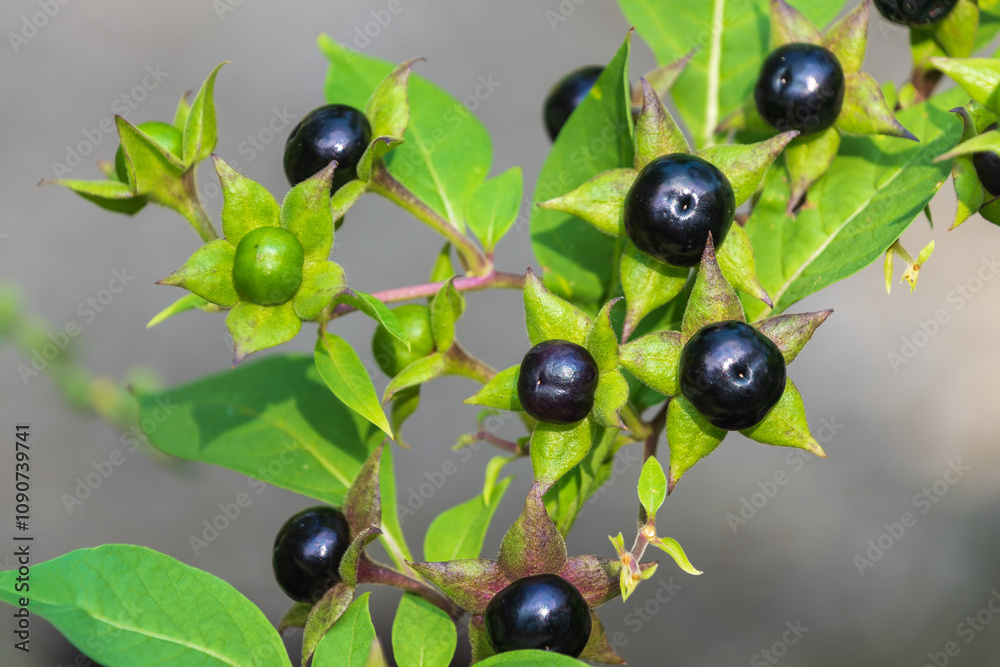 black-berries-of-atropa-belladonna-belladonna-deadly-nightshade-a