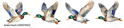 Watercolor duck set isolated on white background.