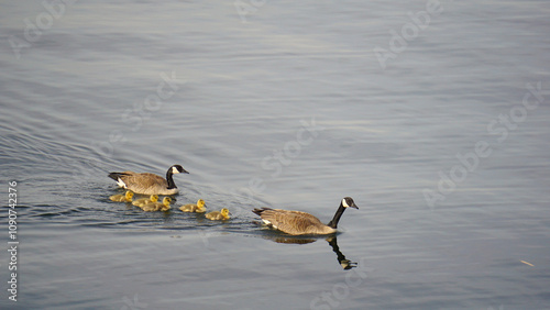 Early spring Canadian gooselings and geese parents photo