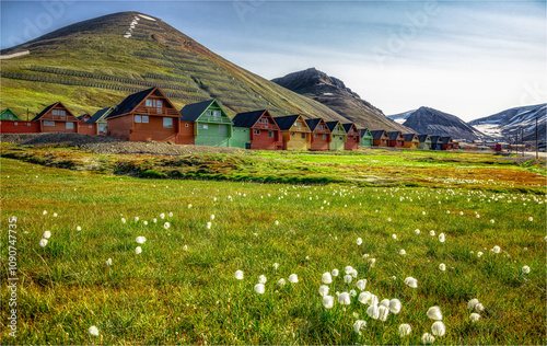 Fototapeta Naklejka Na Ścianę i Meble -  Eine bunte Häuserzeile in Longyearbyen. Mit Wollblume und grüner Wiese im Vordergrund.  