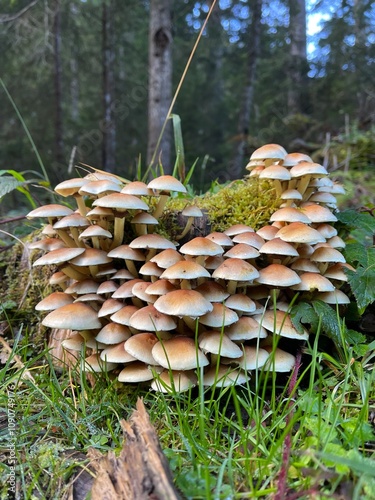 
Grünblättriger Schwefelkopf