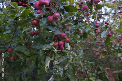 Chinese apples on a tree. Malus prunifolia. Pear-leaved apple tree.