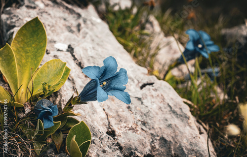 Blaue Enzianblüten in felsiger bergiger Umgebung. Alpines Hochland. photo