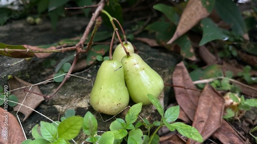 the water guava fruit on the tree touches the ground