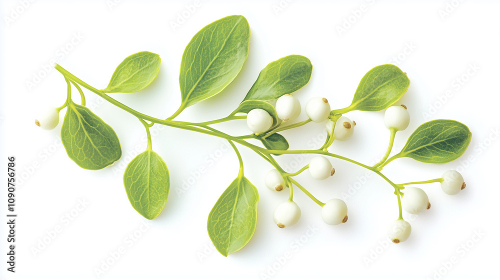 Fototapeta premium Mistletoe Sprig with Green Leaves and White Berries on White Background