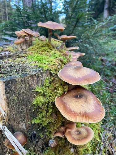 Ziegelroter Schwefelkopf