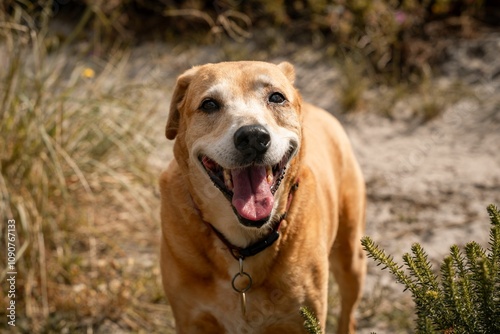 Happy dog with a collar enjoying a sunny day in a natural setting with greenery. photo
