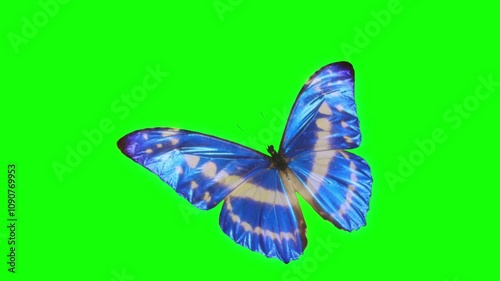 Blue Butterfly Animation on Green & Blue Screen Background