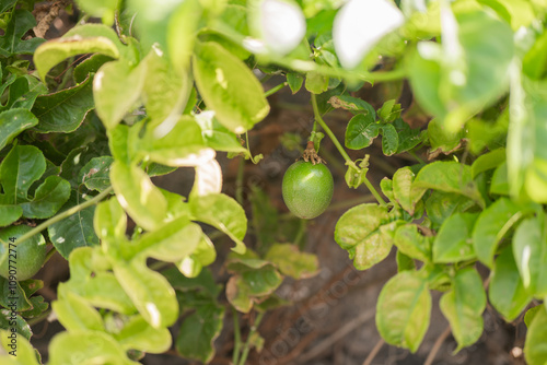 Wallpaper Mural Green passion fruit hanging among vibrant leaves in sunlight Torontodigital.ca