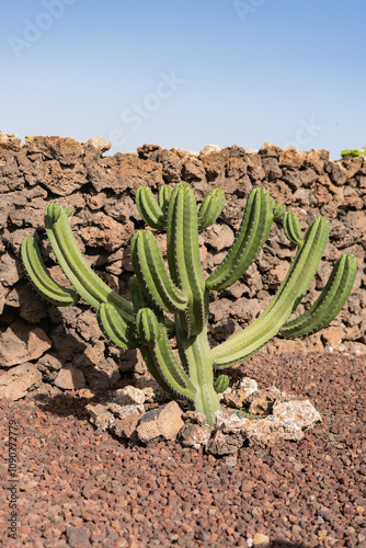 Polaskia chichipe cactus against a rough stone backdrop photo