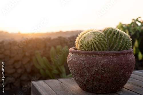 Golden Barrel Cactus in a Sunlit Clay Pot on Wooden Table photo