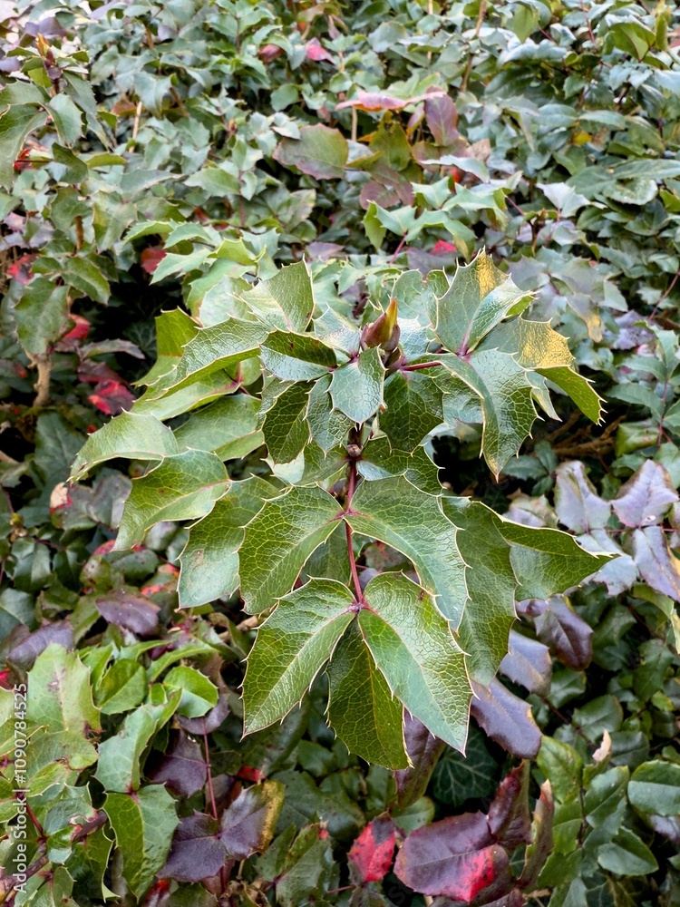 Creeping mahonia (Berberis repens) plant, natural background