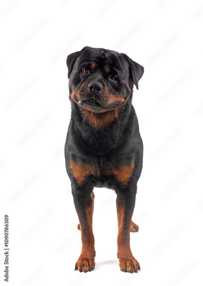 Fototapeta premium rottweiler in studio