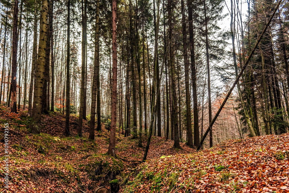 Fototapeta premium Landscapes - Forest - Europe, Romania, Suceava region