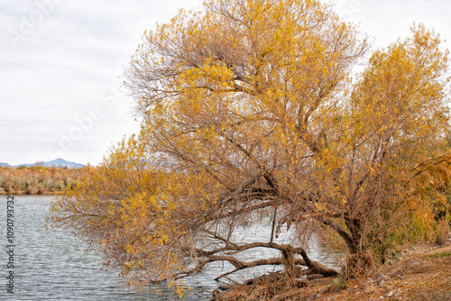 Trees and vegetation in spectacular yellow and orange colours of autumn in Arizona